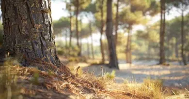 joyaux cachés des landes