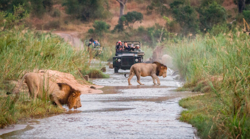 Safari en Ouganda